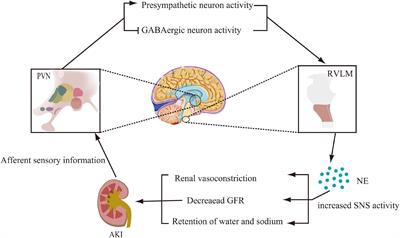 The Interaction of Central Nervous System and Acute Kidney Injury: Pathophysiology and Clinical Perspectives